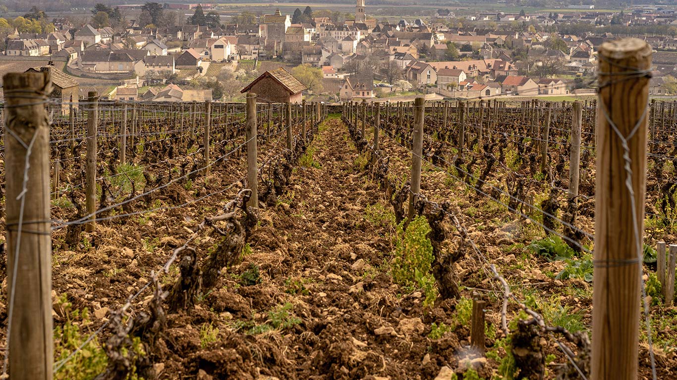 Où trouver des cèpes en Bourgogne-Franche-Comté ?